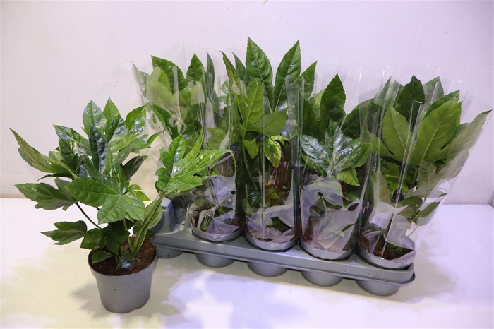 <h4>arr8 Fatsia Ov</h4>