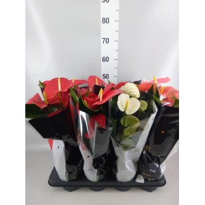 Anthurium   ...mix