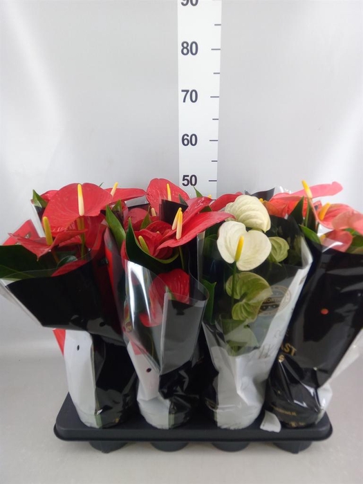 <h4>Anthurium   ...mix</h4>