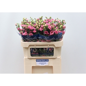 EUS G DOUBLINI ROSE