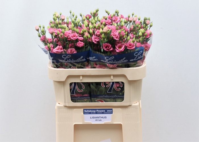 <h4>EUS G DOUBLINI ROSE</h4>