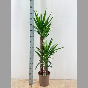 YUCCA
