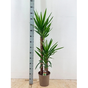 YUCCA