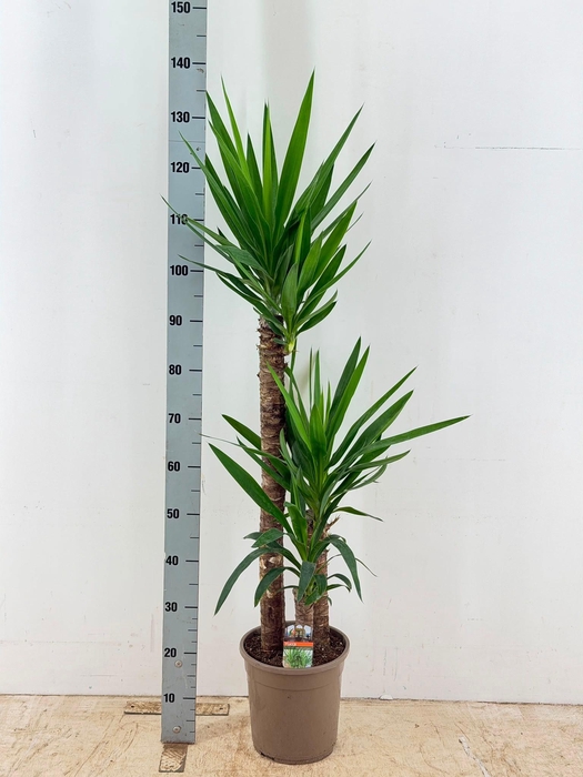 <h4>YUCCA</h4>