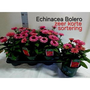 ECHINA SOM BAJA BURG