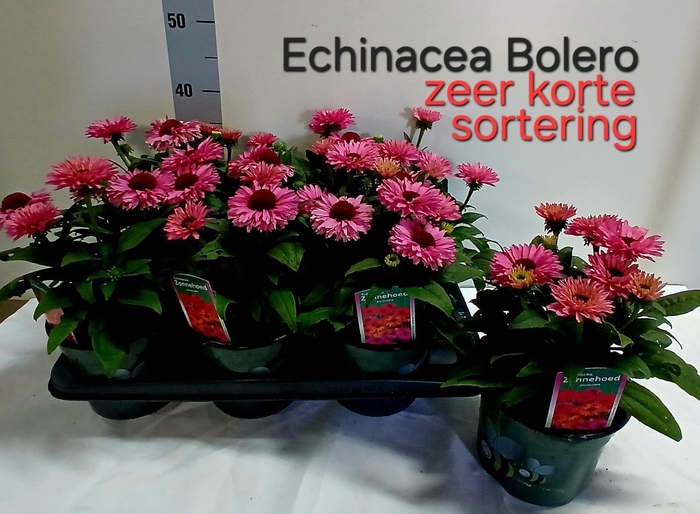 <h4>ECHINA SOM BAJA BURG</h4>
