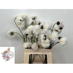 CENTAU WHITE CHOCO ARTISTIEK