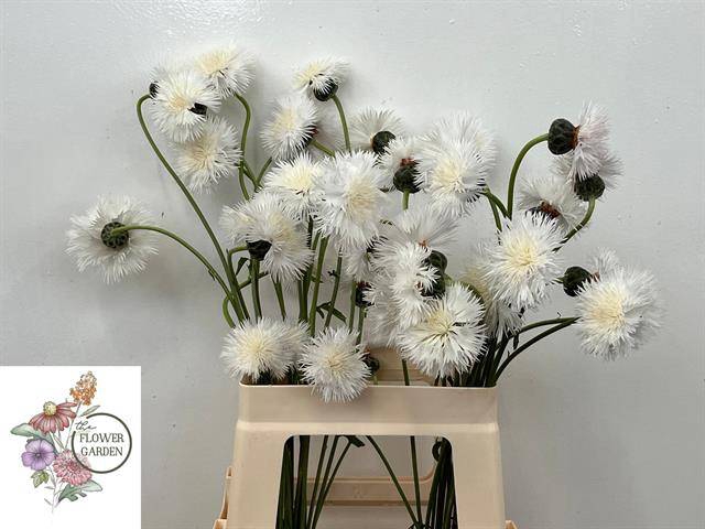 <h4>CENTAU WHITE CHOCO ARTISTIEK</h4>