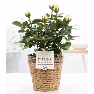 Rosa white in P&PURE Basket 6