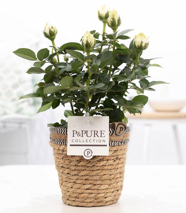 <h4>Rosa white in P&PURE Basket 6</h4>