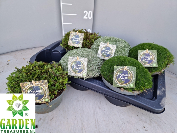 <h4>VASTE PLANTEN OV</h4>