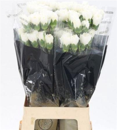 <h4>Di St Moonlight</h4>