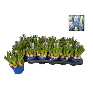 MUSCAR MOUNTAIN LADY