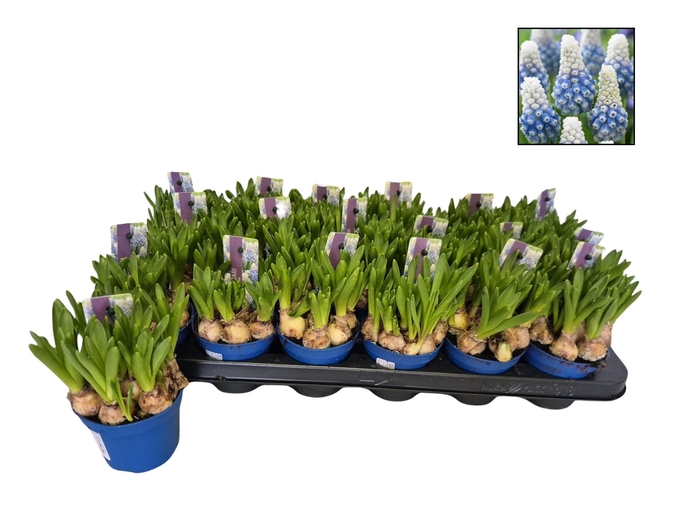 <h4>MUSCAR MOUNTAIN LADY</h4>