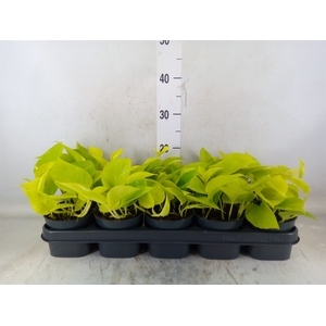 Epipremnum pinn. 'Golden Pothos'
