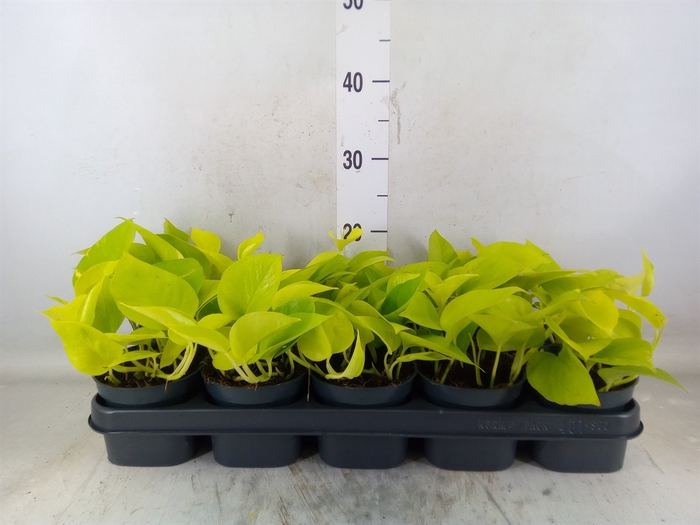 <h4>Epipremnum pinn. 'Golden Pothos'</h4>