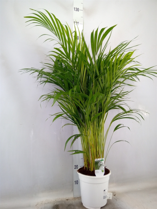 <h4>Dypsis lutescens   ...Chrysalidoca</h4>