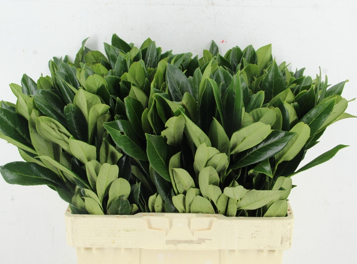 <h4>LAURIERBLAD 060CM</h4>