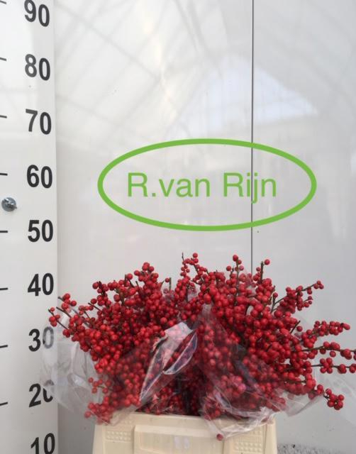 <h4>ILEX VE RODE BES</h4>