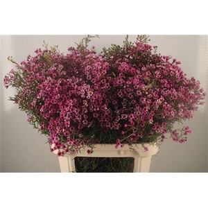 Chamelaucium Jupiter Purple