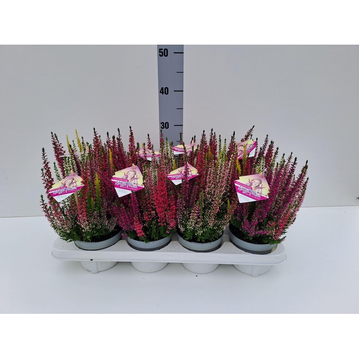 <h4>Calluna vulg. 'High Five' ...mix</h4>