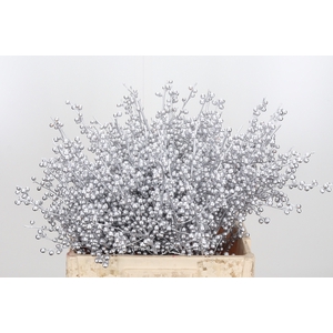 Ilex Kl Bh Zilver