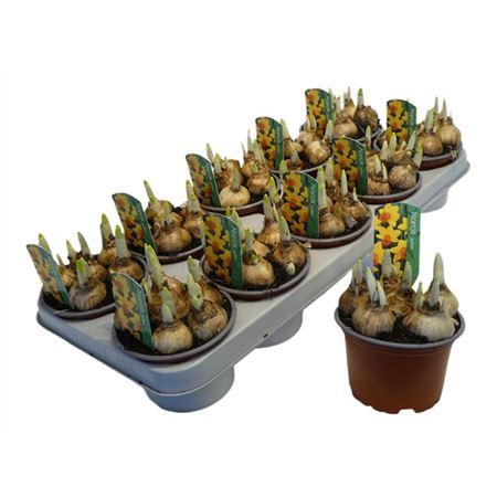 <h4>Narcis Jetfire</h4>