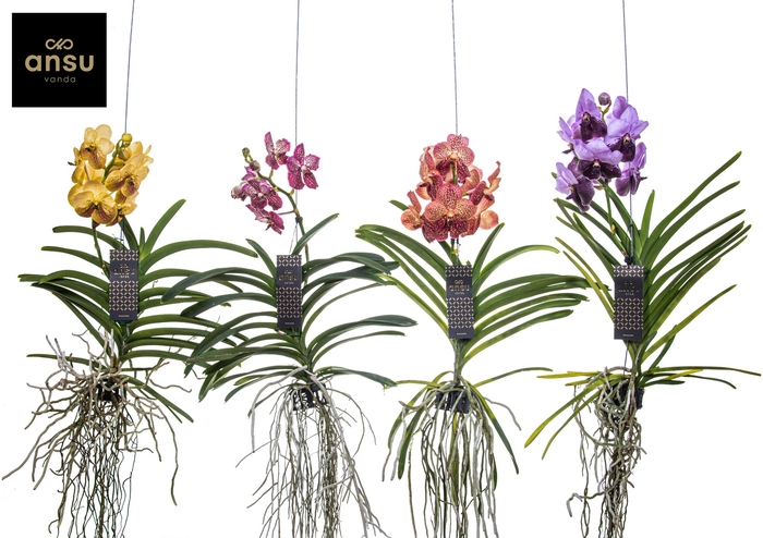 <h4>Vanda Gemengd Special</h4>