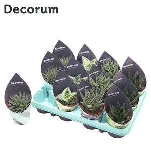 Aloë Mix (4spc.) (decorum) Decorum Potcover