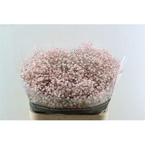 Gyps Grof Soft Pink (dip)