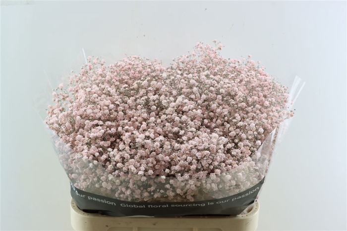 <h4>Gyps Grof Soft Pink (dip)</h4>