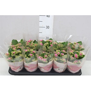 Kalanchoe Rosalina Roze Le Chic