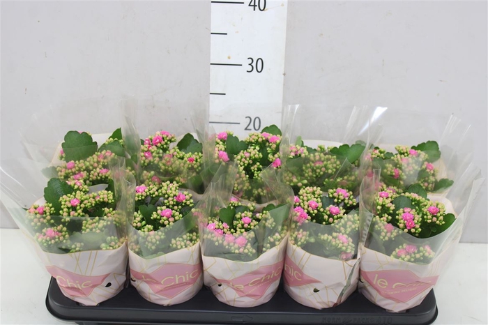 <h4>Kalanchoe Rosalina Roze Le Chic</h4>