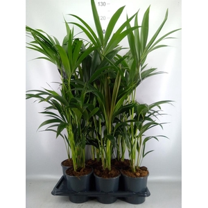 Howea forsteriana