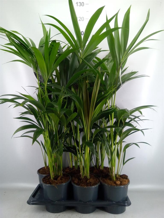 <h4>Howea forsteriana</h4>