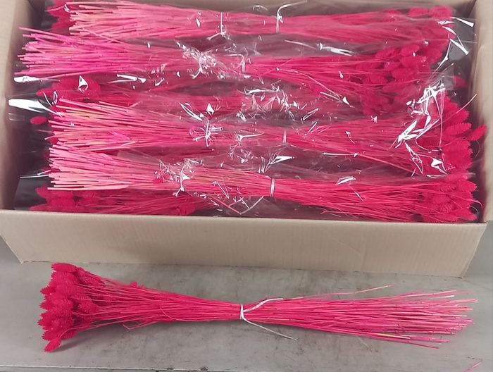 <h4>DF Phalaris Bs Erica 100g</h4>