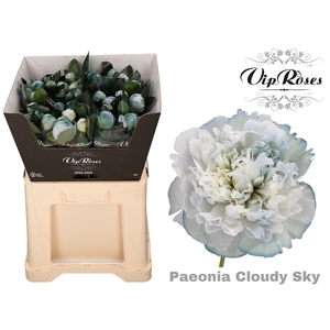 PAEONIA CLOUDY SKY