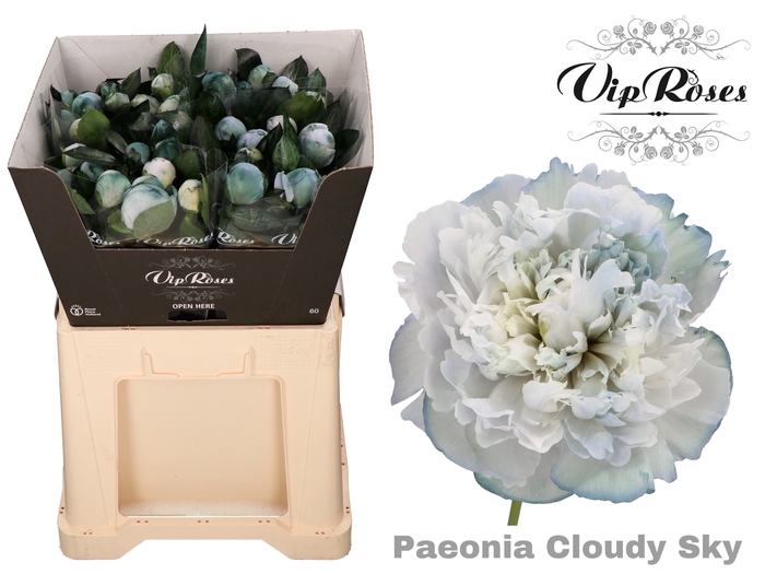 PAEONIA CLOUDY SKY