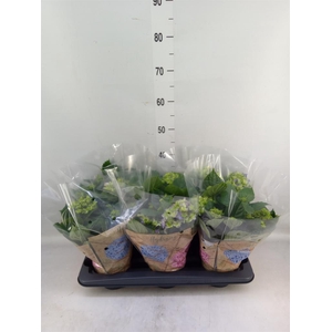 Hydrangea mac. 'Early Blue'