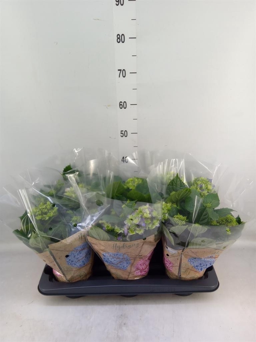 <h4>Hydrangea mac. 'Early Blue'</h4>