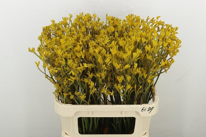 <h4>Anigoz Gold Fever</h4>