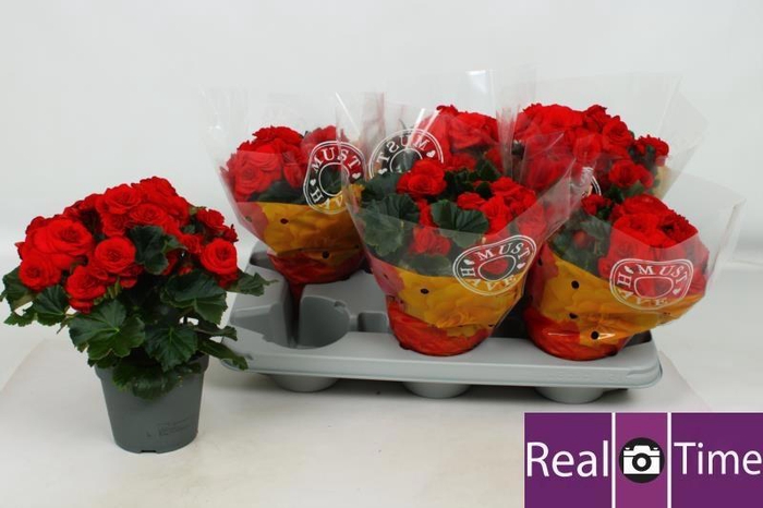 <h4>BEG DU BALADIN</h4>