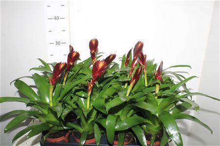 <h4>Vries Cathy Paars</h4>