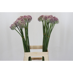 Allium Ampeloprasum