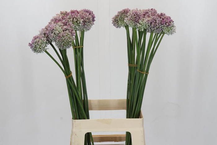 <h4>Allium Ampeloprasum</h4>