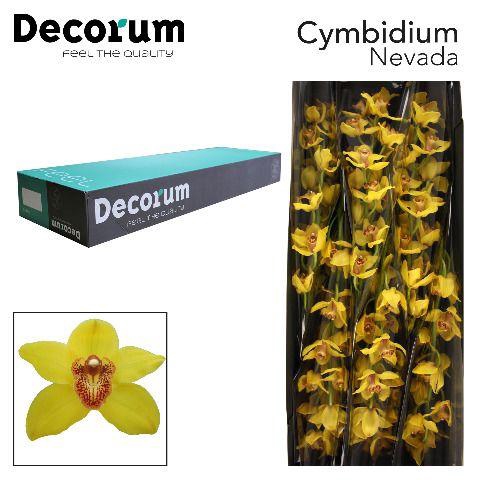 <h4>CYMB T NEVADA Decorum 60cm.</h4>