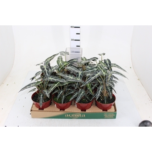ALOCASIA PICOLLINI P12