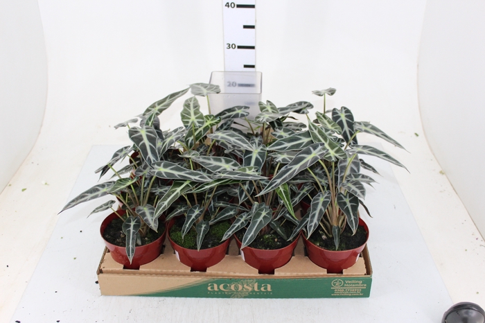ALOCASIA PICOLLINI P12