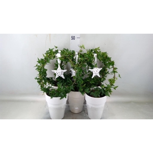 Hedera   ...green leafed