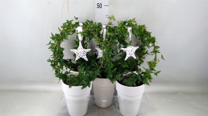 <h4>Hedera   ...green leafed</h4>